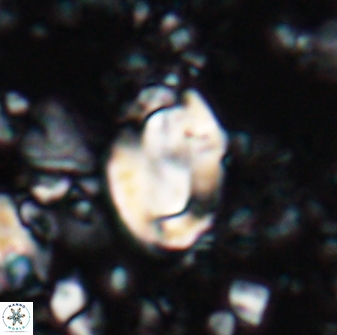 Zygodiscus clausus 23433