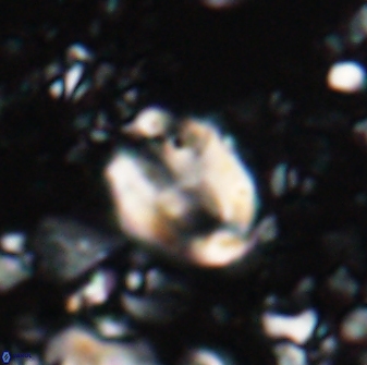 Zygodiscus clausus 23434
