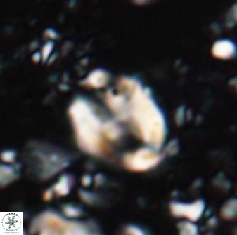 Zygodiscus clausus 23434