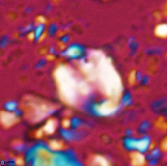Zygodiscus clausus 23435