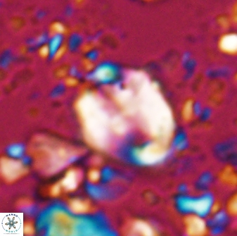 Zygodiscus clausus 23435