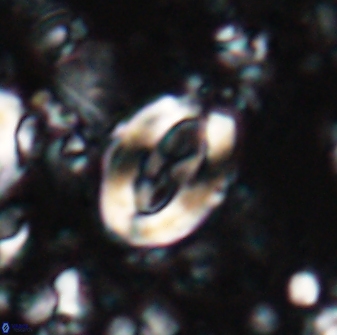Zygodiscus clausus 23437