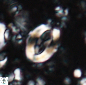 Zygodiscus clausus 23437