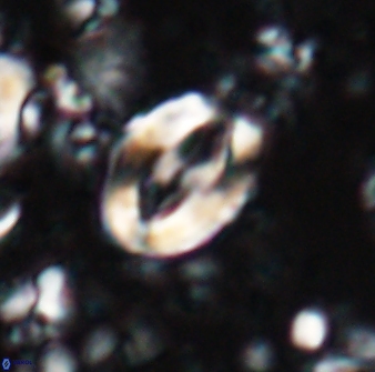 Zygodiscus clausus 23438