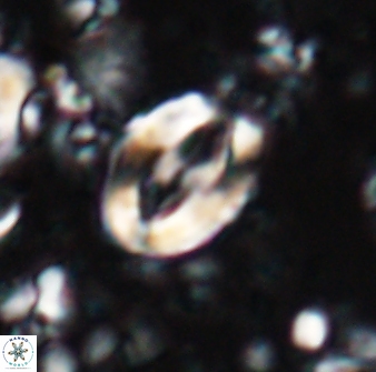 Zygodiscus clausus 23438