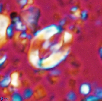 Zygodiscus clausus 23439