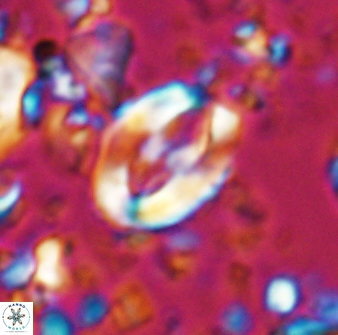 Zygodiscus clausus 23439