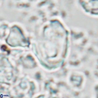 Zygodiscus clausus 23440