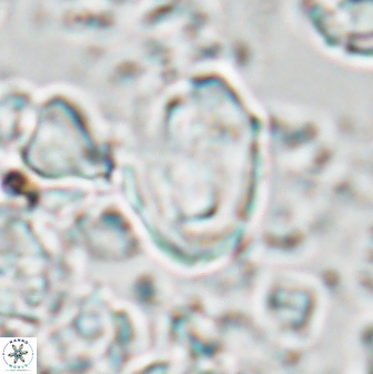 Zygodiscus clausus 23440