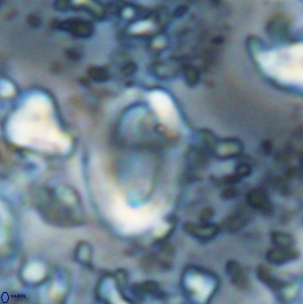 Zygodiscus clausus 23441