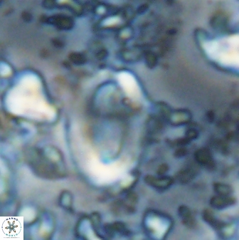 Zygodiscus clausus 23441