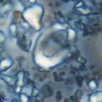 Zygodiscus clausus 23442