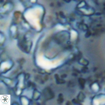 Zygodiscus clausus 23442