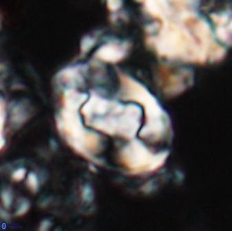 Zygodiscus clausus 23105