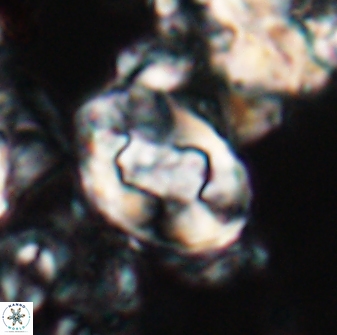 Zygodiscus clausus 23105