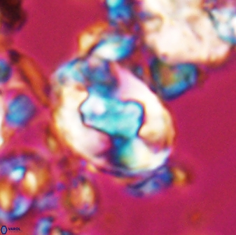Zygodiscus clausus 23106