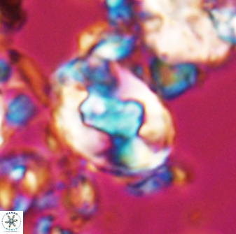 Zygodiscus clausus 23106