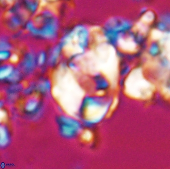 Zygodiscus clausus 23107