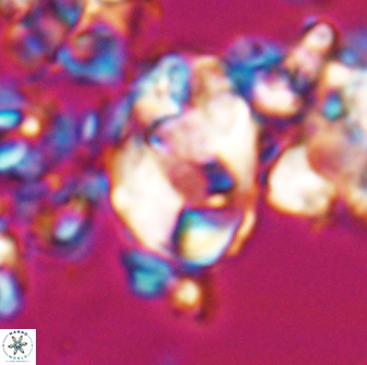 Zygodiscus clausus 23107