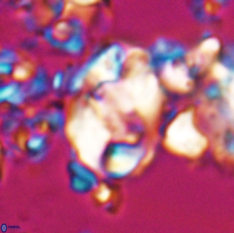 Zygodiscus clausus 23108