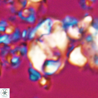 Zygodiscus clausus 23108