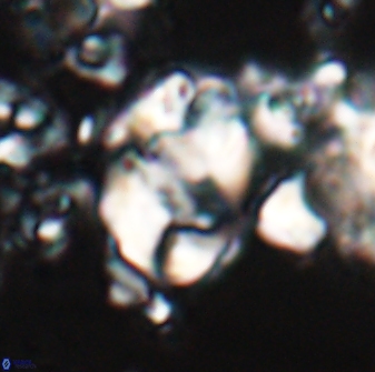 Zygodiscus clausus 23109
