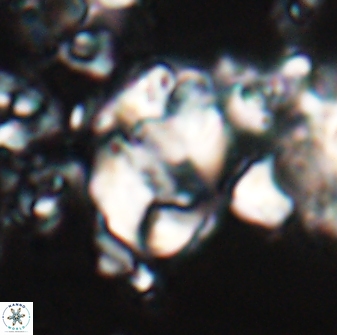 Zygodiscus clausus 23109