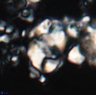 Zygodiscus clausus 23110