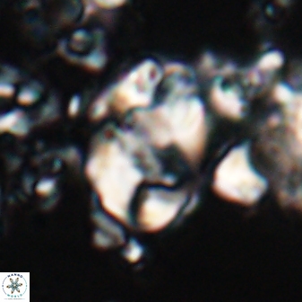 Zygodiscus clausus 23110