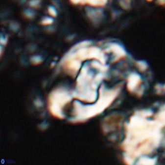 Zygodiscus clausus 23111