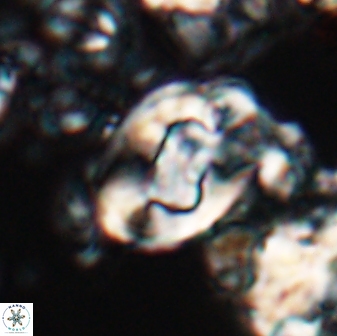 Zygodiscus clausus 23111