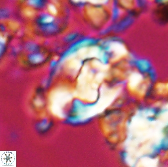 Zygodiscus clausus 23112
