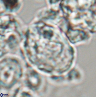 Zygodiscus clausus 23114