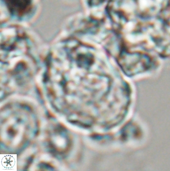 Zygodiscus clausus 23114