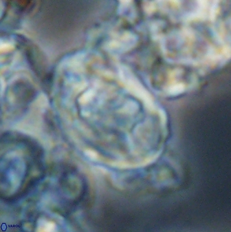 Zygodiscus clausus 23115