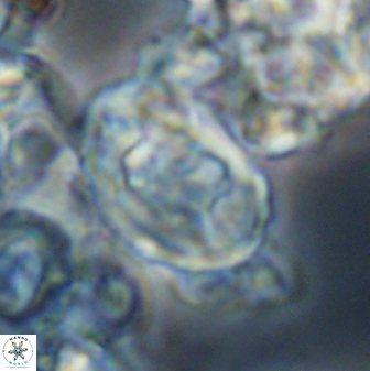 Zygodiscus clausus 23115
