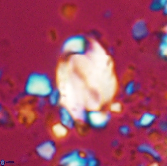 Zygodiscus clausus 23140