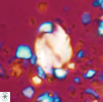 Zygodiscus clausus 23140