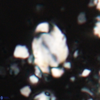 Zygodiscus clausus 23141