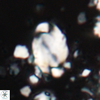 Zygodiscus clausus 23141