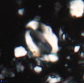 Zygodiscus clausus 23142