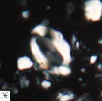 Zygodiscus clausus 23142