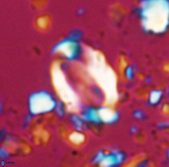 Zygodiscus clausus 23143