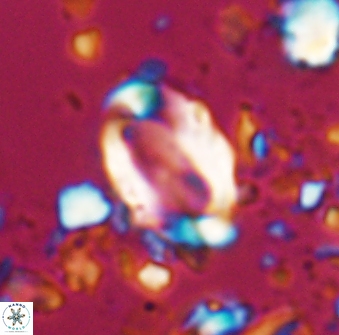 Zygodiscus clausus 23143