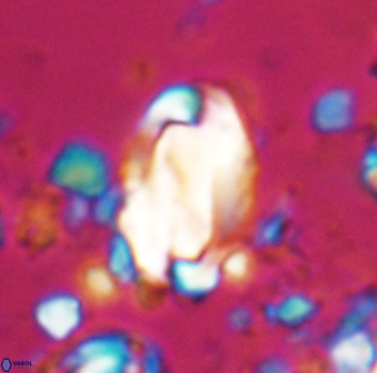 Zygodiscus clausus 23144