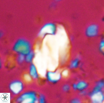 Zygodiscus clausus 23144