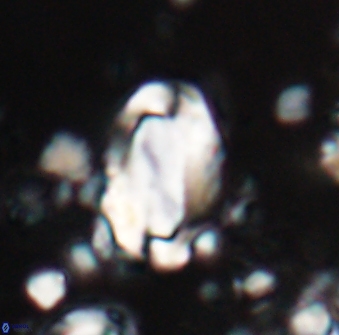 Zygodiscus clausus 23145
