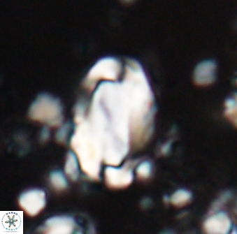 Zygodiscus clausus 23145