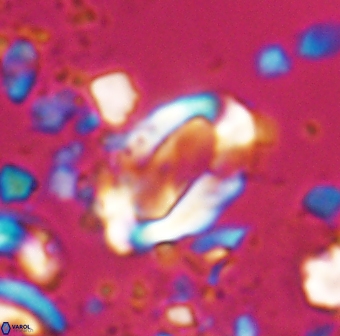 Zygodiscus clausus 23147