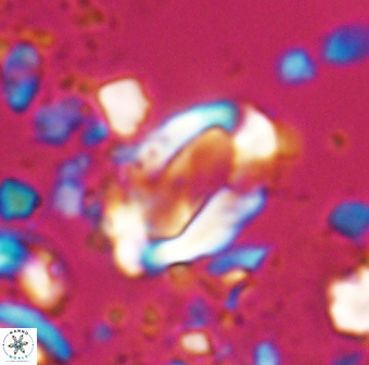 Zygodiscus clausus 23147